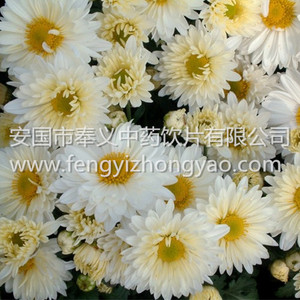 贡菊花