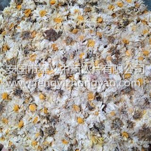 杭菊花