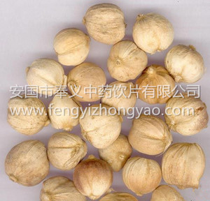 白豆蔻