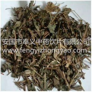 鱼腥草