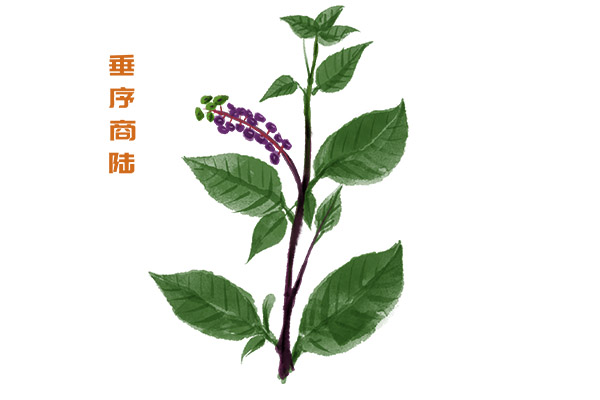中药养生保健,中药材价格,中药材批发,中药饮片