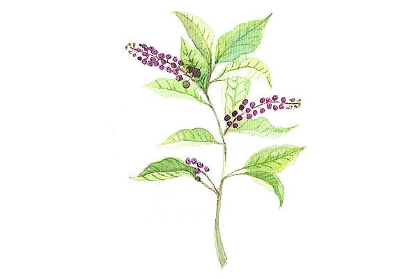 中药养生保健,中药材价格,中药材批发,中药饮片
